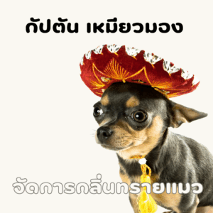 กัปตัน เหมียวมอง จุลินทรีย์ดับกลิ่นทรายแมว ขนาด 250 กรัม