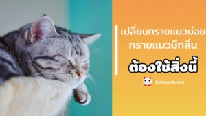 วิธีแก้ เปลี่ยนทรายแมวบ่อย ทรายแมวมีกลิ่น