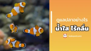 ดูแลปลาสวยงามอย่างไร ให้น้ำใส–ไร้กลิ่น