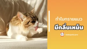 ทำไมทรายแมวจึงมีกลิ่นเหม็น